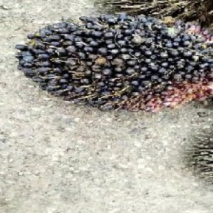 unripe_test (145).jpg