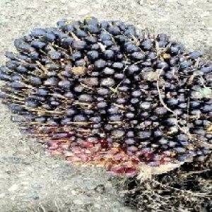 unripe_test (146).jpg