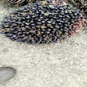 unripe_test (147).jpg