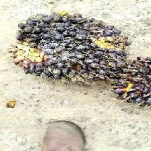 unripe_test (148).jpg