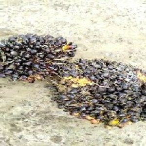 unripe_test (149).jpg