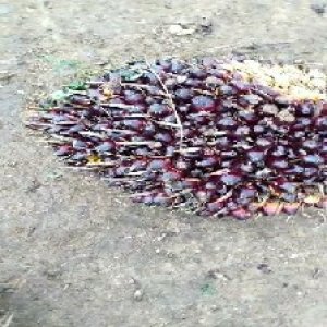 unripe_test (15).jpg