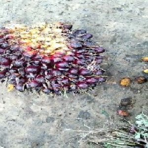 unripe_test (16).jpg