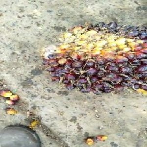 unripe_test (17).jpg