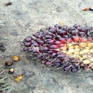 unripe_test (18).jpg