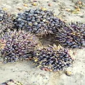 unripe_test (19).jpg