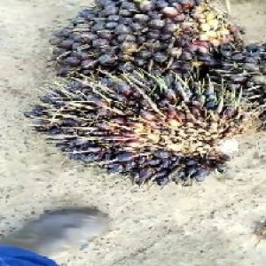 unripe_test (21).jpg