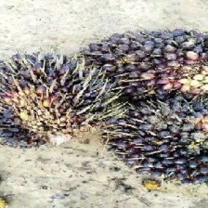 unripe_test (22).jpg