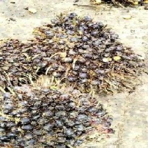 unripe_test (23).jpg