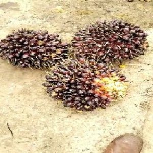 unripe_test (24).jpg