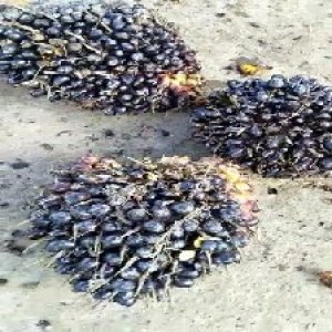 unripe_test (25).jpg