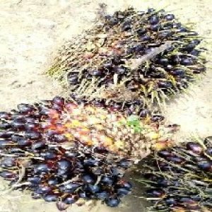 unripe_test (26).jpg