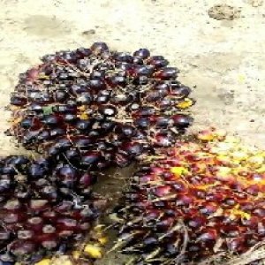 unripe_test (27).jpg