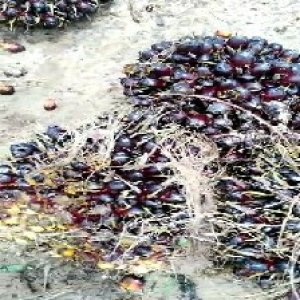 unripe_test (29).jpg