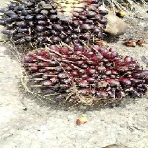 unripe_test (30).jpg