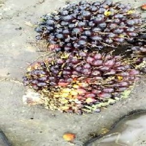 unripe_test (32).jpg