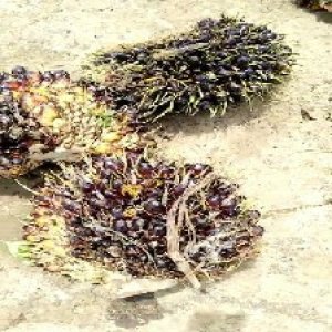 unripe_test (33).jpg