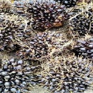 unripe_test (34).jpg