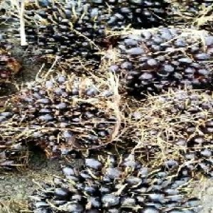 unripe_test (35).jpg