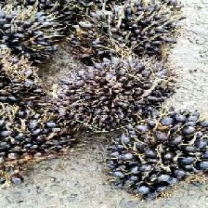 unripe_test (36).jpg