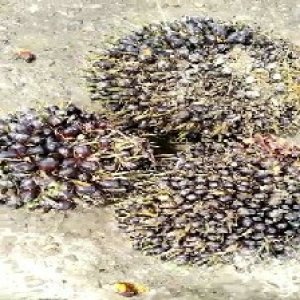 unripe_test (37).jpg