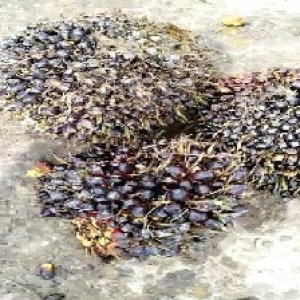 unripe_test (38).jpg