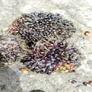 unripe_test (39).jpg