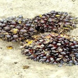 unripe_test (40).jpg