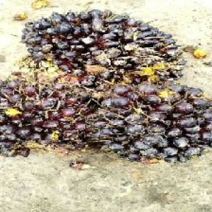 unripe_test (41).jpg