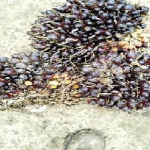 unripe_test (42).jpg