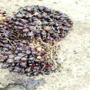 unripe_test (43).jpg