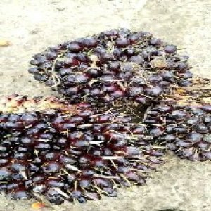 unripe_test (44).jpg