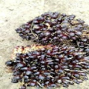 unripe_test (45).jpg