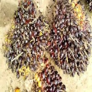 unripe_test (47).jpg