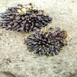 unripe_test (48).jpg