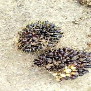 unripe_test (49).jpg