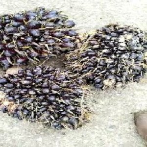 unripe_test (51).jpg