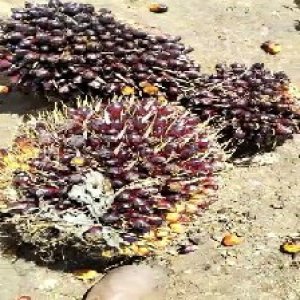 unripe_test (52).jpg