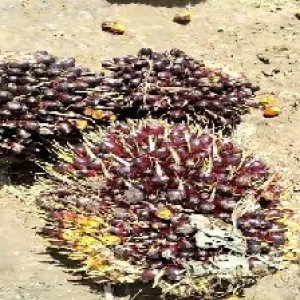 unripe_test (53).jpg