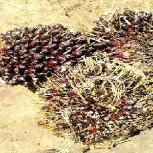 unripe_test (54).jpg