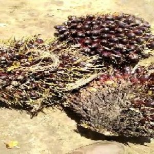 unripe_test (55).jpg