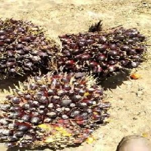 unripe_test (56).jpg