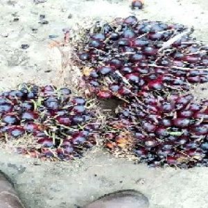 unripe_test (57).jpg