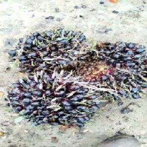 unripe_test (58).jpg