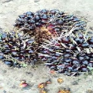 unripe_test (59).jpg