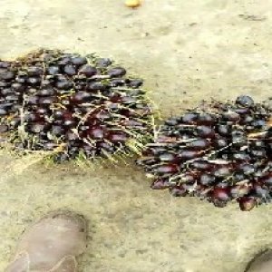 unripe_test (62).jpg