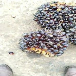 unripe_test (64).jpg