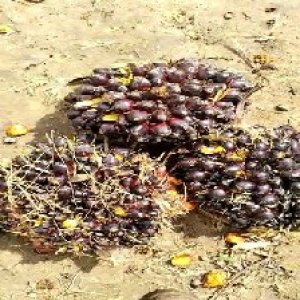 unripe_test (67).jpg