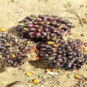 unripe_test (68).jpg