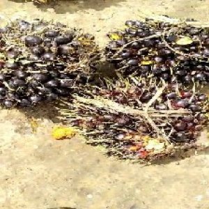 unripe_test (70).jpg